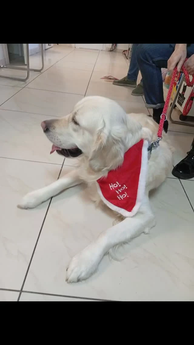Golden retriever în cabinet