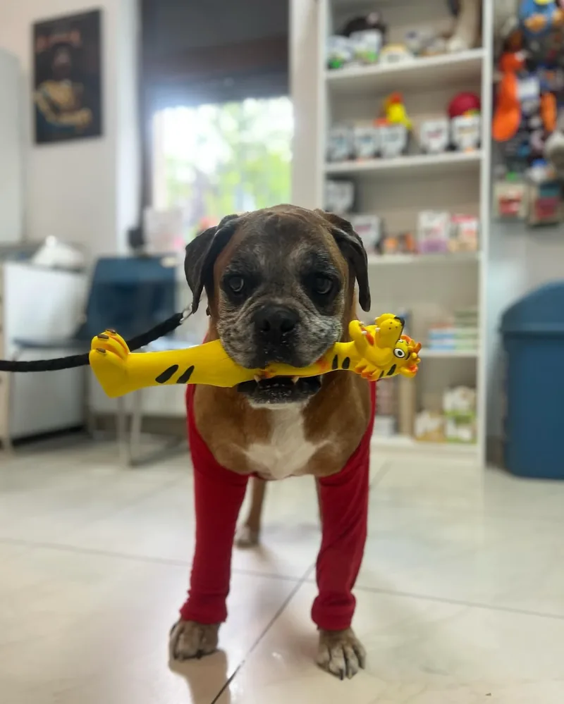 Câine în zona de pet shop